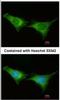 Proteasome 26S Subunit, ATPase 6 antibody, NBP2-19985, Novus Biologicals, Immunofluorescence image 