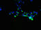 Nedd4 Family Interacting Protein 1 antibody, LS-C380088, Lifespan Biosciences, Immunofluorescence image 