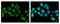 Sorting nexin-5 antibody, GTX118542, GeneTex, Immunofluorescence image 
