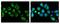 Sorting Nexin 5 antibody, GTX118542, GeneTex, Immunofluorescence image 