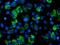 Adenylate Kinase 4 antibody, MA5-25640, Invitrogen Antibodies, Immunocytochemistry image 