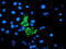 Coagulation Factor XIII A Chain antibody, LS-B13052, Lifespan Biosciences, Immunofluorescence image 