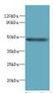 Tweety Family Member 1 antibody, LS-C379464, Lifespan Biosciences, Western Blot image 