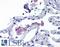 Toll Like Receptor 7 antibody, LS-B4828, Lifespan Biosciences, Immunohistochemistry paraffin image 