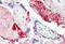 Collagen Type I Alpha 2 Chain antibody, MBS242746, MyBioSource, Immunohistochemistry paraffin image 