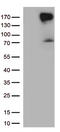 Erb-B2 Receptor Tyrosine Kinase 4 antibody, LS-C793883, Lifespan Biosciences, Western Blot image 