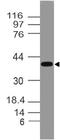 Death Effector Domain Containing 2 antibody, A11263, Boster Biological Technology, Western Blot image 
