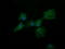 Dynamin 1 Like antibody, LS-C174691, Lifespan Biosciences, Immunofluorescence image 