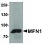 Mitofusin 1 antibody, LS-B12149, Lifespan Biosciences, Western Blot image 