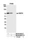 WD Repeat Containing Antisense To TP53 antibody, NB100-68252, Novus Biologicals, Western Blot image 