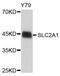 Solute Carrier Family 2 Member 1 antibody, MBS129353, MyBioSource, Western Blot image 