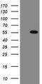 Estrogen Related Receptor Gamma antibody, M01470-1, Boster Biological Technology, Western Blot image 