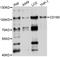 CD180 Molecule antibody, abx125630, Abbexa, Western Blot image 