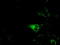 Cytochrome P450 Family 1 Subfamily A Member 2 antibody, LS-C115192, Lifespan Biosciences, Immunofluorescence image 