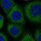 Cell Division Cycle 23 antibody, NBP1-89093, Novus Biologicals, Immunofluorescence image 