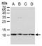 Small Nuclear Ribonucleoprotein Polypeptide E antibody, PA5-78173, Invitrogen Antibodies, Western Blot image 