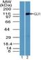 GLI Family Zinc Finger 1 antibody, NBP2-24662, Novus Biologicals, Western Blot image 