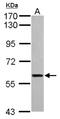 Integrin Alpha FG-GAP Repeat Containing 1 antibody, NBP2-16998, Novus Biologicals, Western Blot image 
