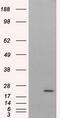 Nitrilase Family Member 2 antibody, TA501121S, Origene, Western Blot image 