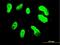 T-Box 3 antibody, H00006926-M06, Novus Biologicals, Immunofluorescence image 