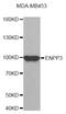 Ectonucleotide Pyrophosphatase/Phosphodiesterase 3 antibody, STJ113529, St John