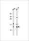 ELOC antibody, 58-012, ProSci, Western Blot image 