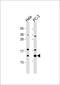 Elongin C antibody, 58-012, ProSci, Western Blot image 