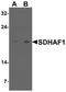 Succinate Dehydrogenase Complex Assembly Factor 1 antibody, A11628, Boster Biological Technology, Western Blot image 