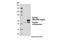 RAD23 Homolog A, Nucleotide Excision Repair Protein antibody, 24555S, Cell Signaling Technology, Western Blot image 