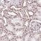 Lamin B2 antibody, HPA062477, Atlas Antibodies, Immunohistochemistry frozen image 