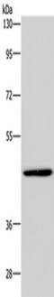 GTP Binding Protein 10 antibody, TA350041, Origene, Western Blot image 