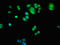 Adenosine Kinase antibody, orb400984, Biorbyt, Immunofluorescence image 