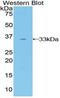 GRB2 Associated Binding Protein 3 antibody, MBS2003930, MyBioSource, Western Blot image 