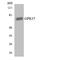 G Protein-Coupled Receptor 37 antibody, LS-C292026, Lifespan Biosciences, Western Blot image 