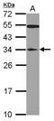 YEATS Domain Containing 4 antibody, NBP2-16610, Novus Biologicals, Western Blot image 