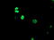 TLE Family Member 1, Transcriptional Corepressor antibody, LS-C175229, Lifespan Biosciences, Immunofluorescence image 