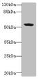 Pleckstrin Homology Domain Containing A8 antibody, CSB-PA856957LA01HU, Cusabio, Western Blot image 