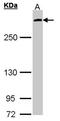 MIA SH3 Domain ER Export Factor 3 antibody, orb74303, Biorbyt, Western Blot image 