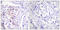 Cbl Proto-Oncogene antibody, LS-C198745, Lifespan Biosciences, Immunohistochemistry frozen image 