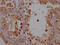 Cytochrome P450 Family 17 Subfamily A Member 1 antibody, CSB-RA554990A0HU, Cusabio, Immunohistochemistry frozen image 