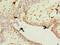 Placenta Expressed Transcript 1 antibody, CSB-PA851843HA01MO, Cusabio, Immunohistochemistry frozen image 