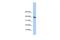 RNA Polymerase II Subunit I antibody, PA5-41120, Invitrogen Antibodies, Western Blot image 