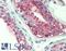 G Protein-Coupled Receptor 18 antibody, LS-A3953, Lifespan Biosciences, Immunohistochemistry paraffin image 