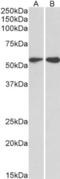 Leucine Rich Repeat Containing 4C antibody, orb100171, Biorbyt, Western Blot image 