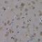 RNA Polymerase II Subunit L antibody, GTX65590, GeneTex, Immunohistochemistry paraffin image 