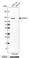 Cell Cycle Associated Protein 1 antibody, PA5-53733, Invitrogen Antibodies, Western Blot image 