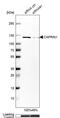 Cell Cycle Associated Protein 1 antibody, PA5-53733, Invitrogen Antibodies, Western Blot image 