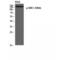 Structural Maintenance Of Chromosomes 1A antibody, LS-C381268, Lifespan Biosciences, Western Blot image 