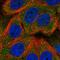 TP53 Induced Glycolysis Regulatory Phosphatase antibody, HPA040354, Atlas Antibodies, Immunofluorescence image 