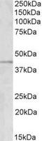 GRAM Domain Containing 2B antibody, NBP1-52086, Novus Biologicals, Western Blot image 